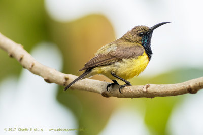 Olive-backed Sunbird 02