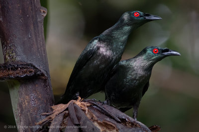 Asian Glossy Starling 02