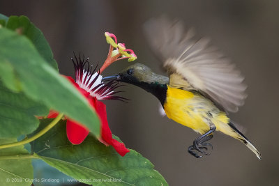 Olive-backed Sunbird BIF 01