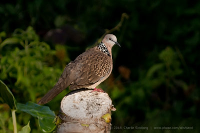 Spotted Dove_4278