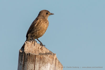 Pied Bush chat (F) 01