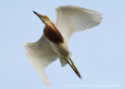 Javan Pond Heron 8772.jpg