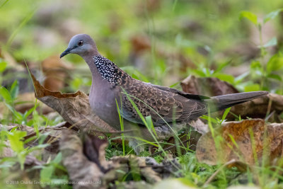 Spotted Dove 5576