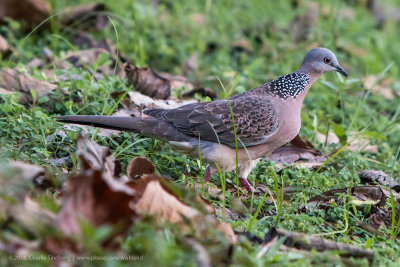 Spotted Dove_1056 