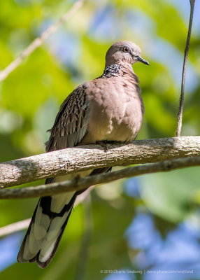 Spotted Dove 5476