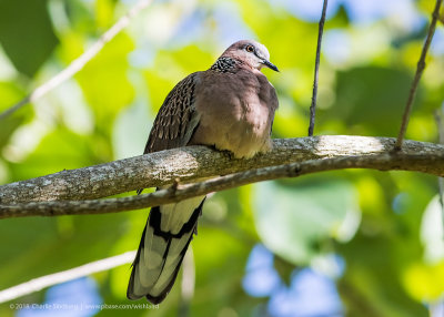 Spotted Dove_5412 