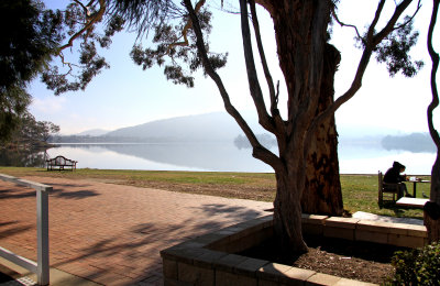 Tree and Hazy Lake