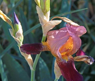 Australian Flora and Fauna