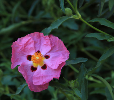 Pink and a Bud