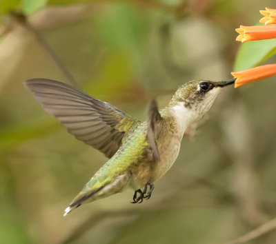 humming bird at Circle B bar reserve florida