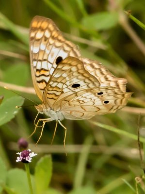 Nice morning shooting butterflies in flight.