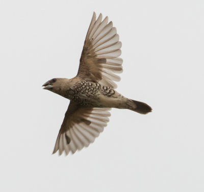 SCALY BREASTED MUNIA