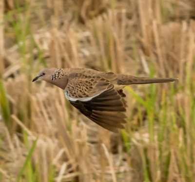 spotted_dove