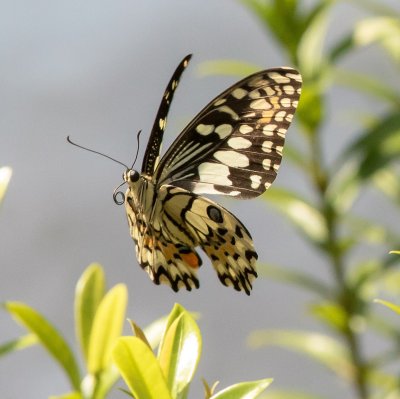 Nice to shoot this butterfly on the holiday off