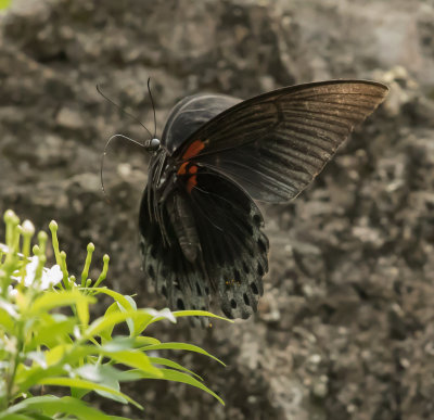 Backyard butterflying 