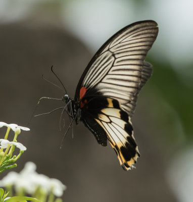 Indonesian rain doesn't slow down these butterflies