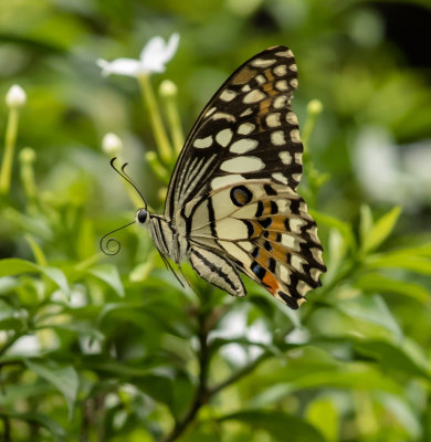 Indonesian rain doesn't slow down these butterflies