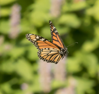 BATTERY PARK MONARCHS IN FLIGHT