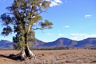 Cazneaux's Tree