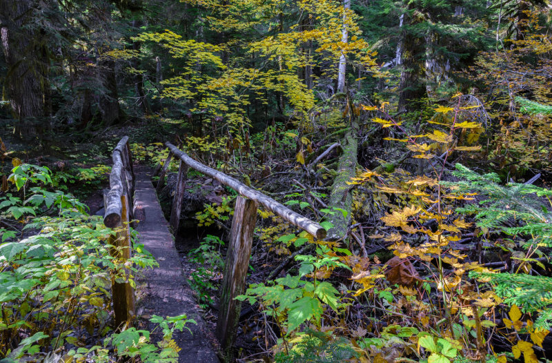 Along Silver Falls Trail
