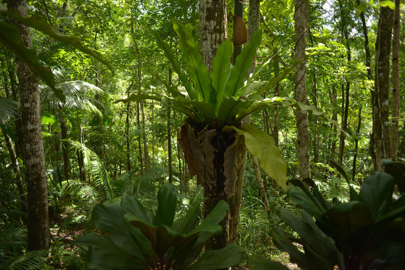 Foresta
