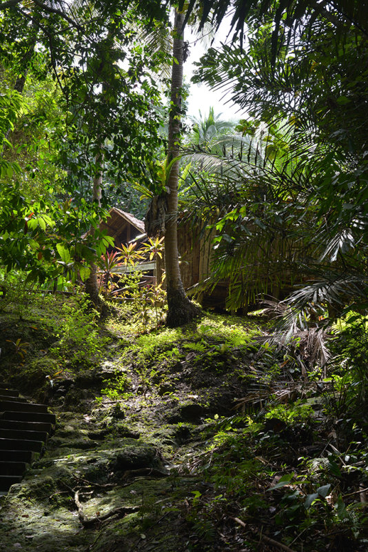 Foresta 2