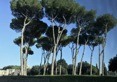Mediterranean Pines 