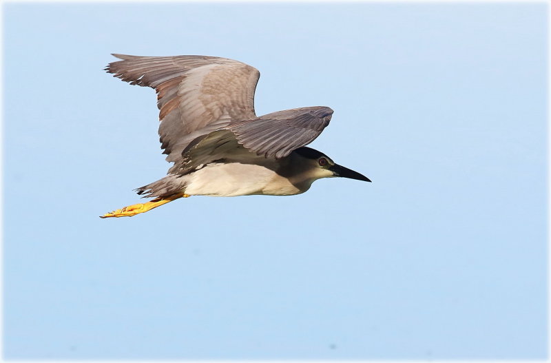 Black Crowned Night Heron 