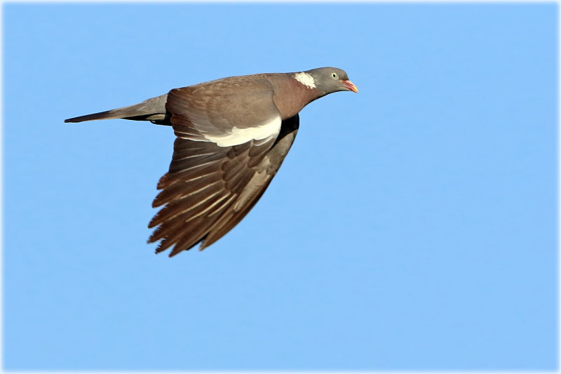 Wood Pigeon 2.JPG