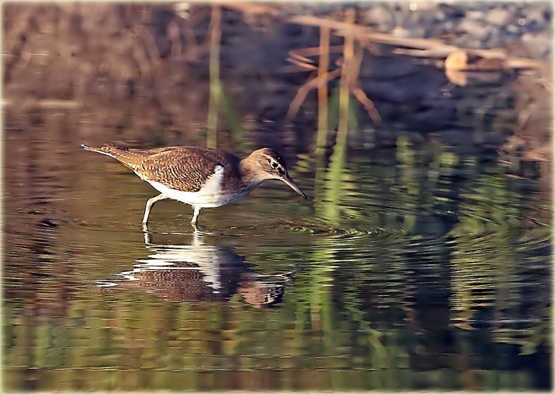 Common Sandpiper