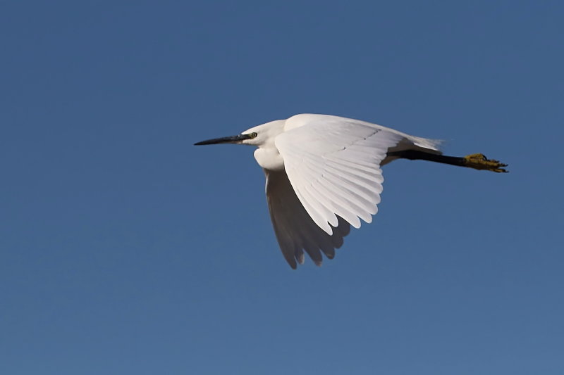 Little Egret