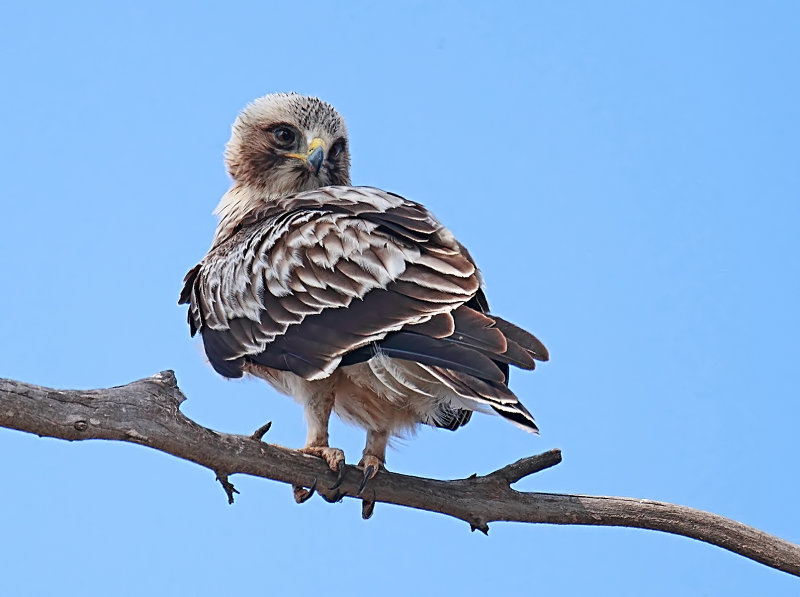 Booted Eagle Juv
