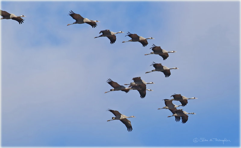 Common Cranes in Flight