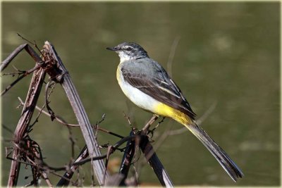 Grey Wagtail 