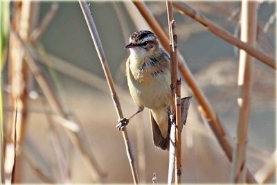 Warbler 