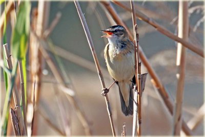 Warbler