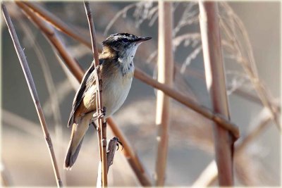 Warbler 