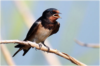 Barn Swallow 