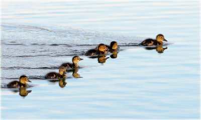 Ducklets