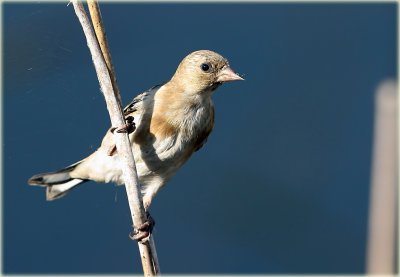 Goldfinch Juv 