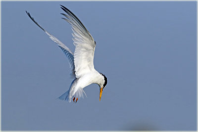 Little Tern