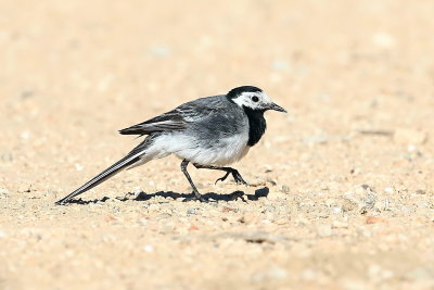 Pied Wagtail
