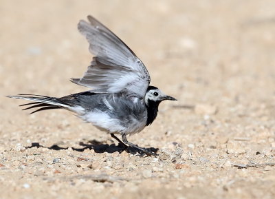 Pied Wagtail