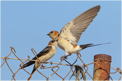 Red Rumped Swallow