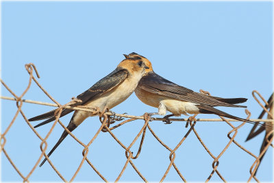Red Rumped Swallow 