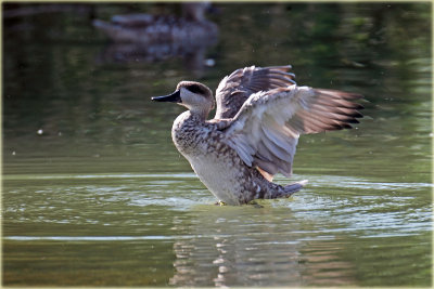 Ducks and Geese