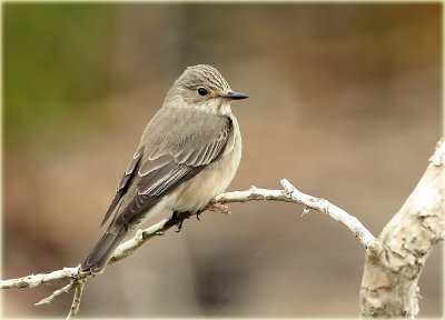 Spotted Flycatcher 