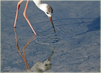 Black Winged Stilt.