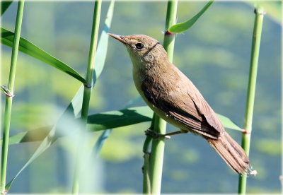 Warbler 