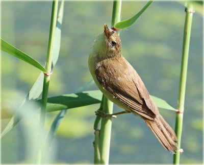 Warbler 